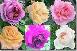 Rose_6