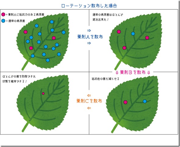 ローテイメージ